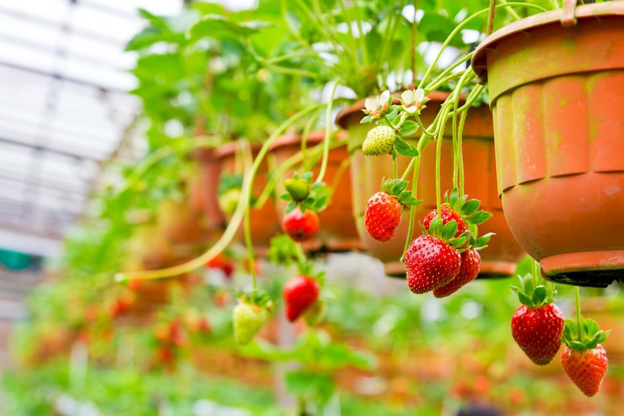 Garten für Kinder gestalten - strawberry-Erdbeeren in der Blumenampel - spiel-preis.de TIPPS